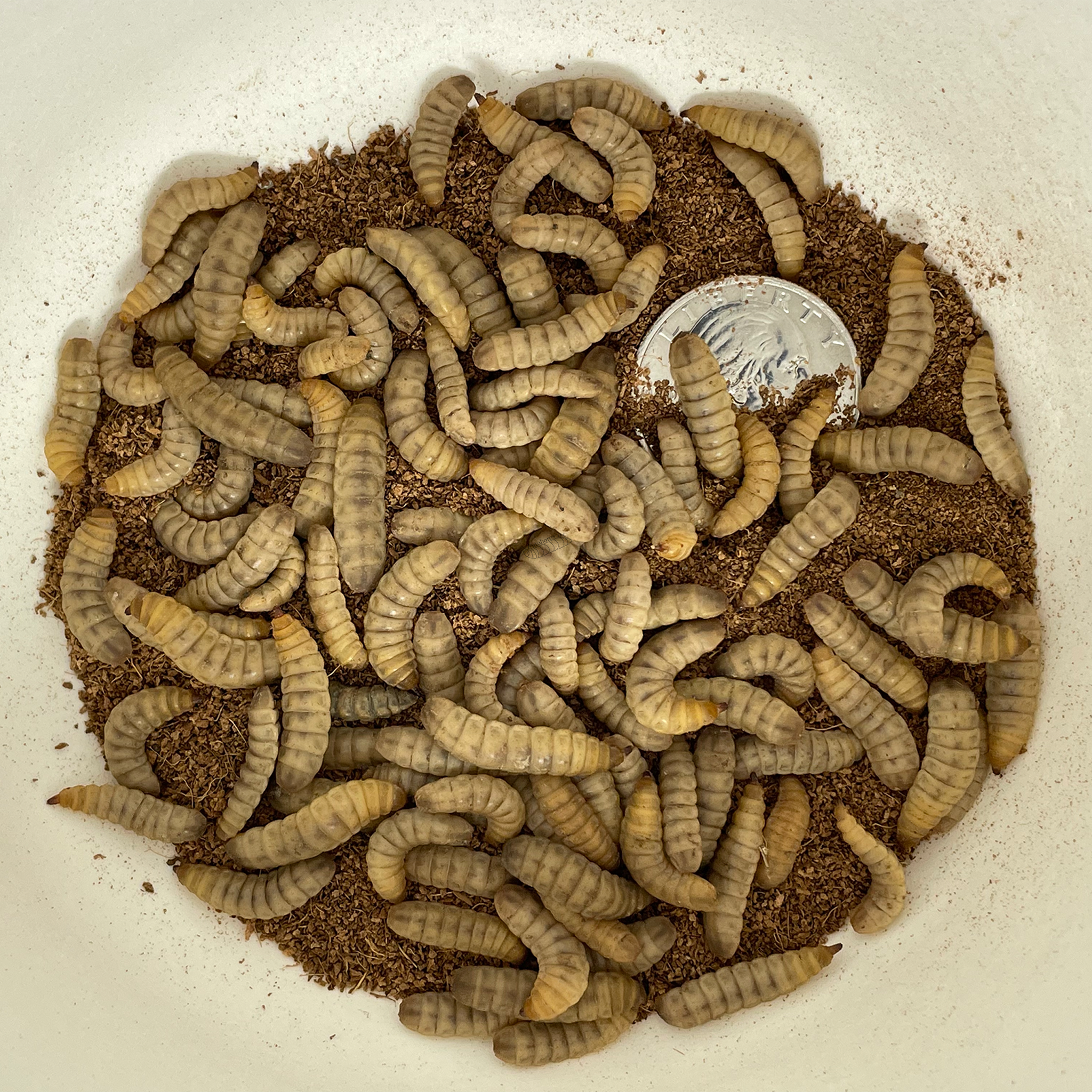 Live Black Soldier Fly Larvae – Entoboros™ LLC