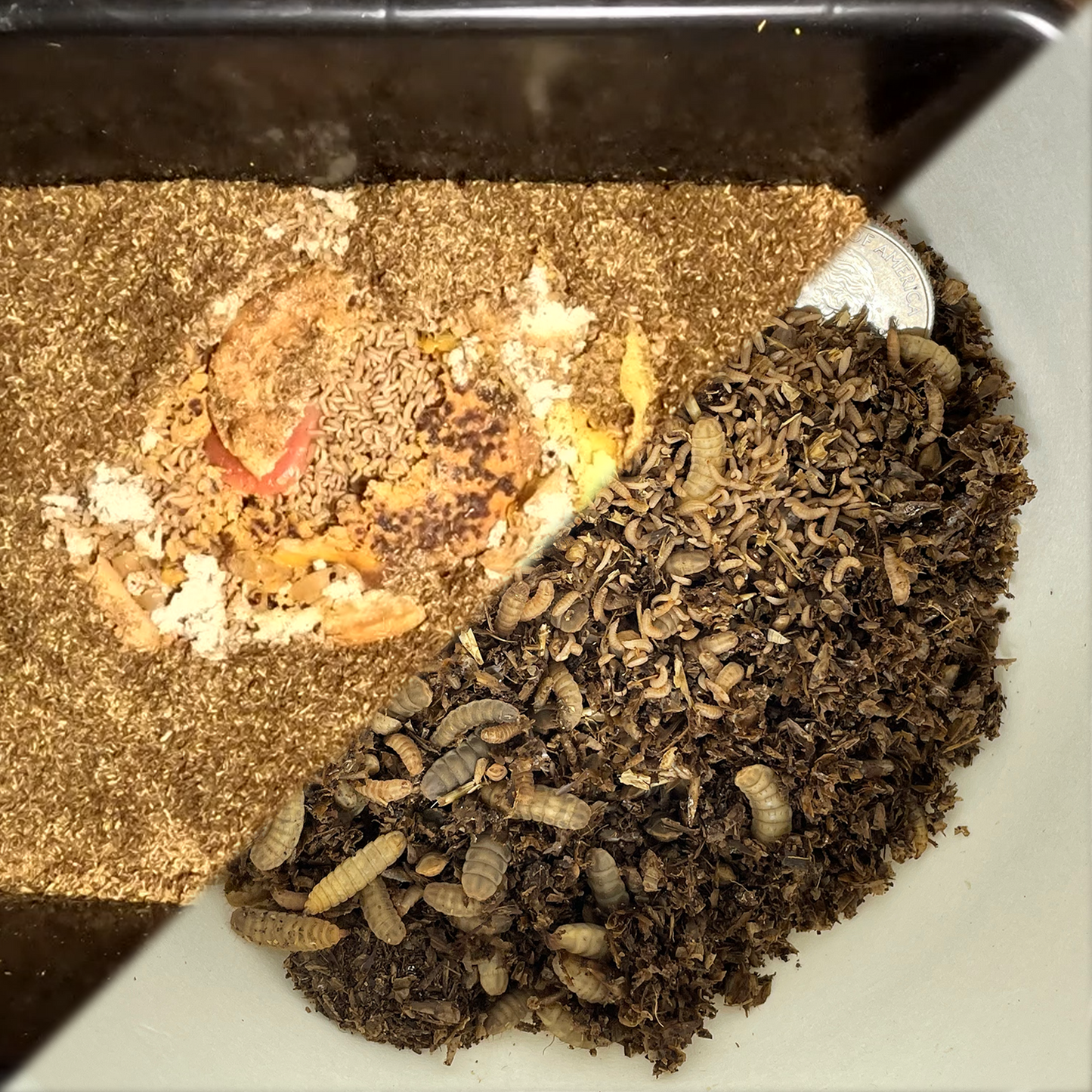 An image split diagonally with the top left portion featuring BSFL eating food waste and the bottom right portion featuring a compostable container of a variety of ages of BSFL.