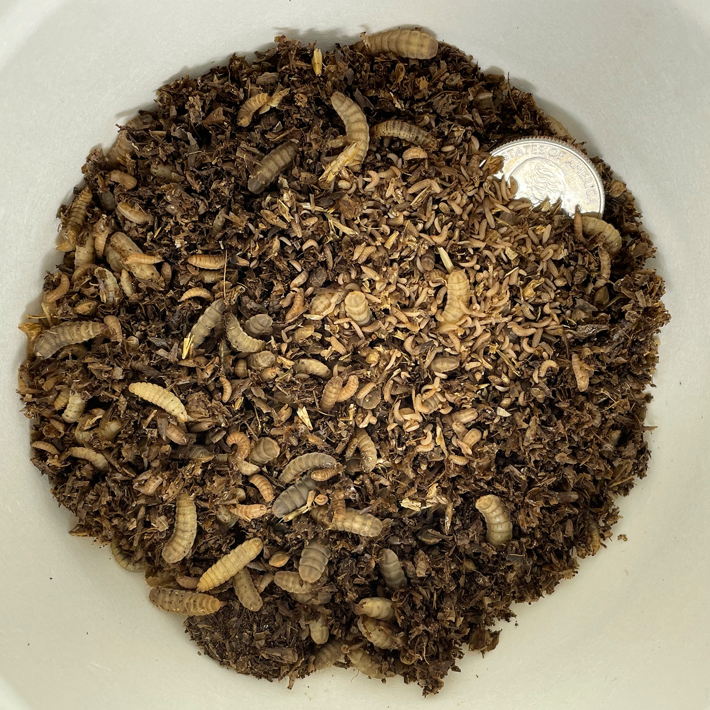 Compost Colony Kick-Starter