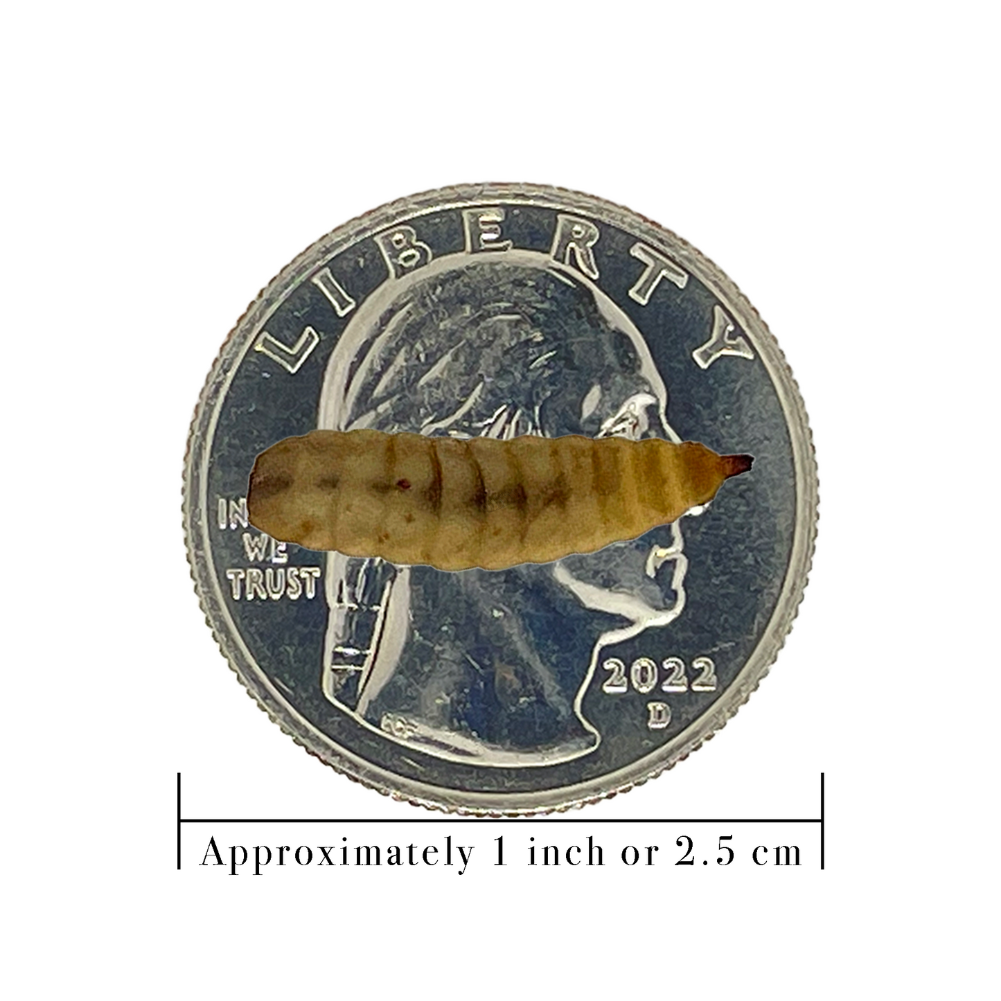 Large Black Soldier Fly Larva on a quarter with a scale for 1 inch below it.