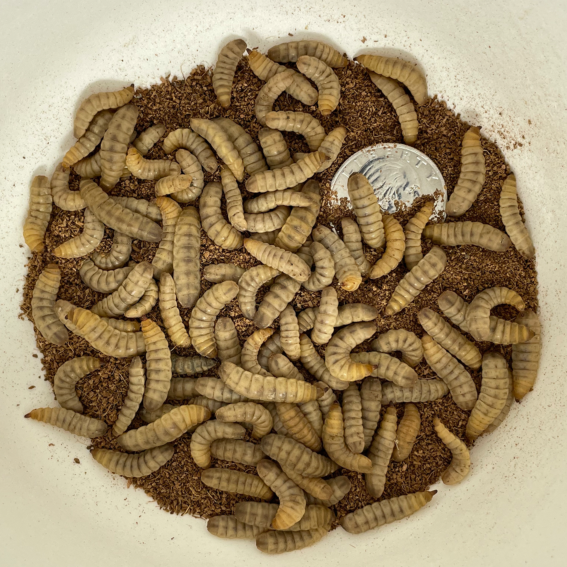 Container with Large Black Soldier Fly larvae in a substrate with a quarter for scale.