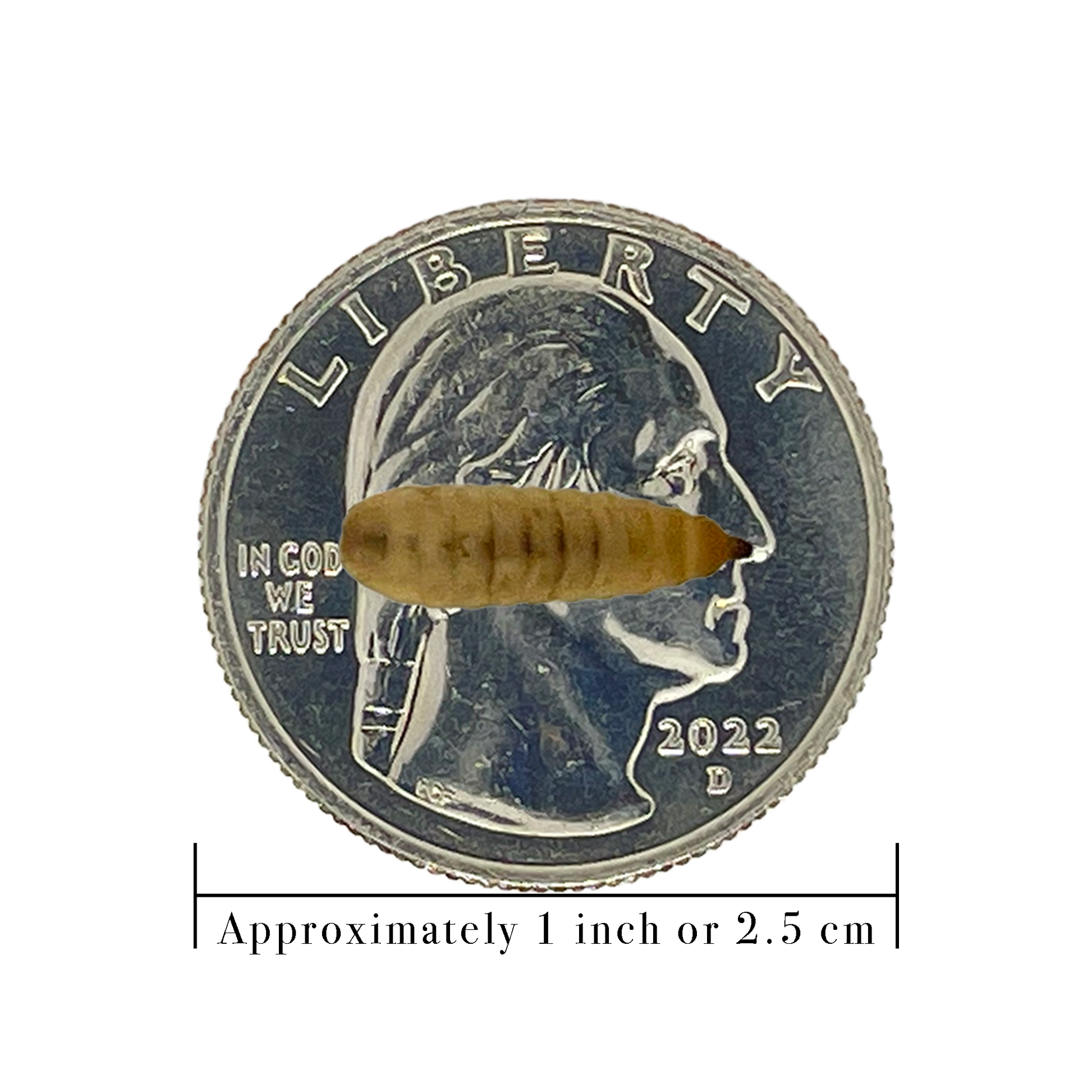 Medium Black Soldier Fly Larva on a quarter with a scale for 1 inch below it.