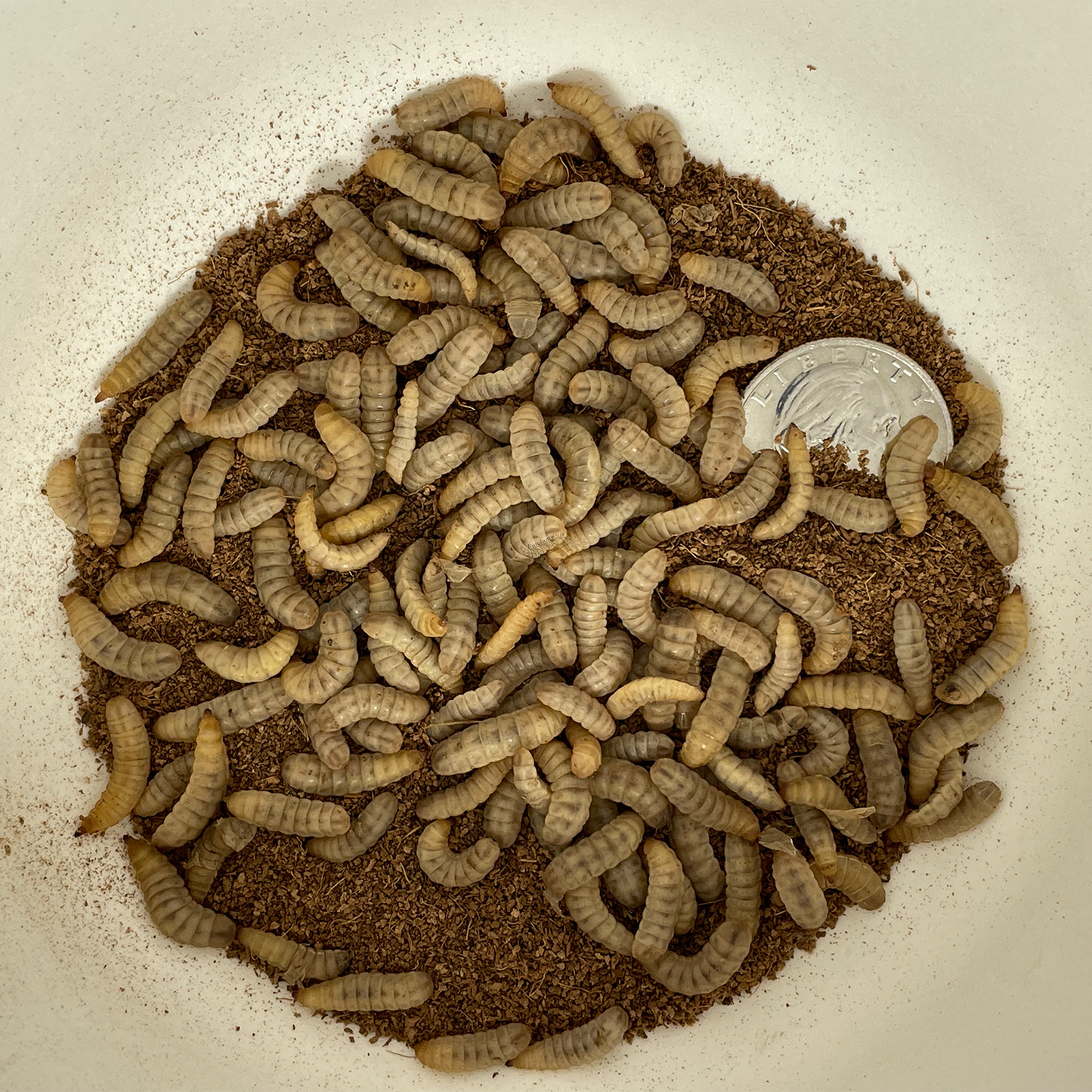 Container with Medium Black Soldier Fly larvae in a substrate with a quarter for scale.