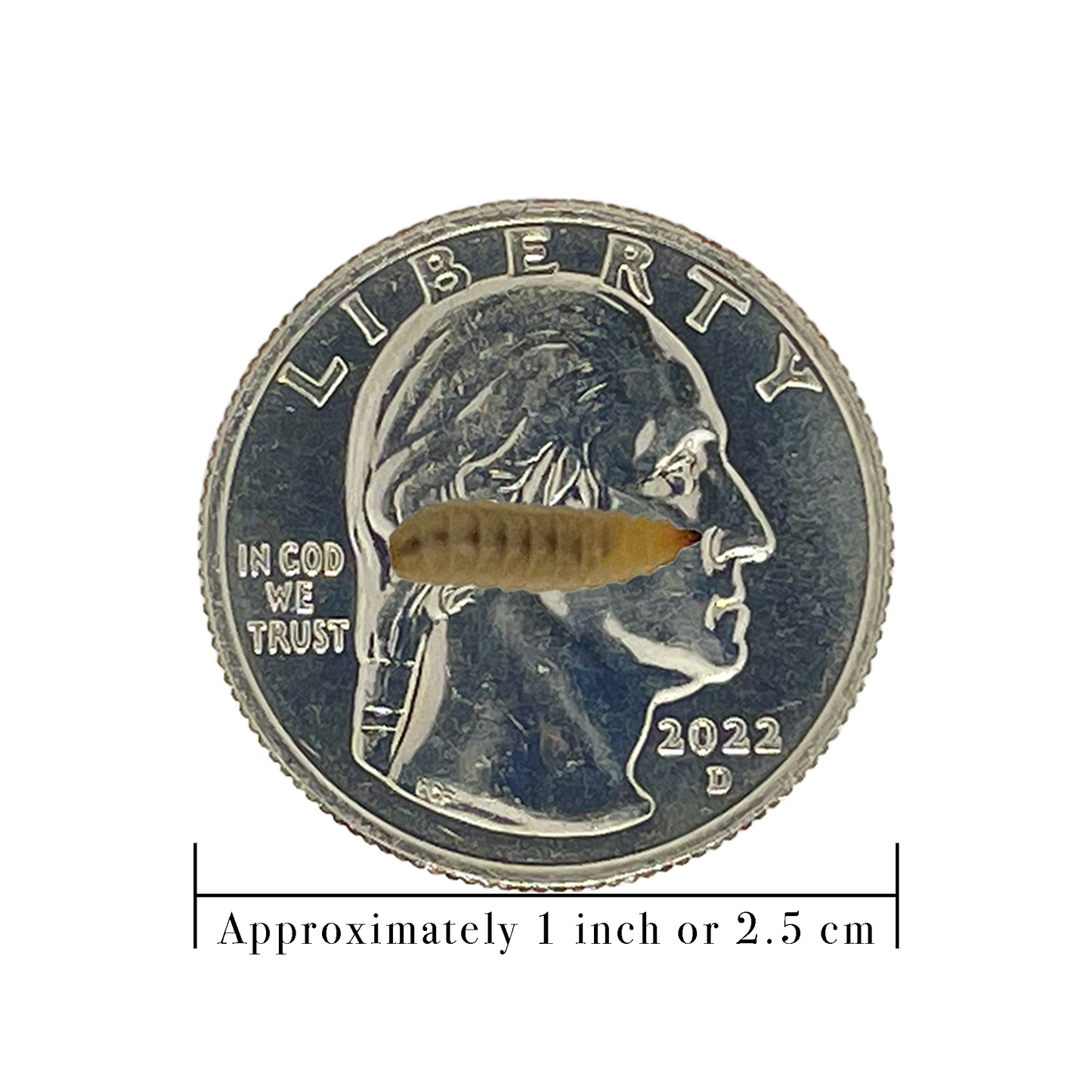 Small Black Soldier Fly Larva on a quarter with a scale for 1 inch below it.