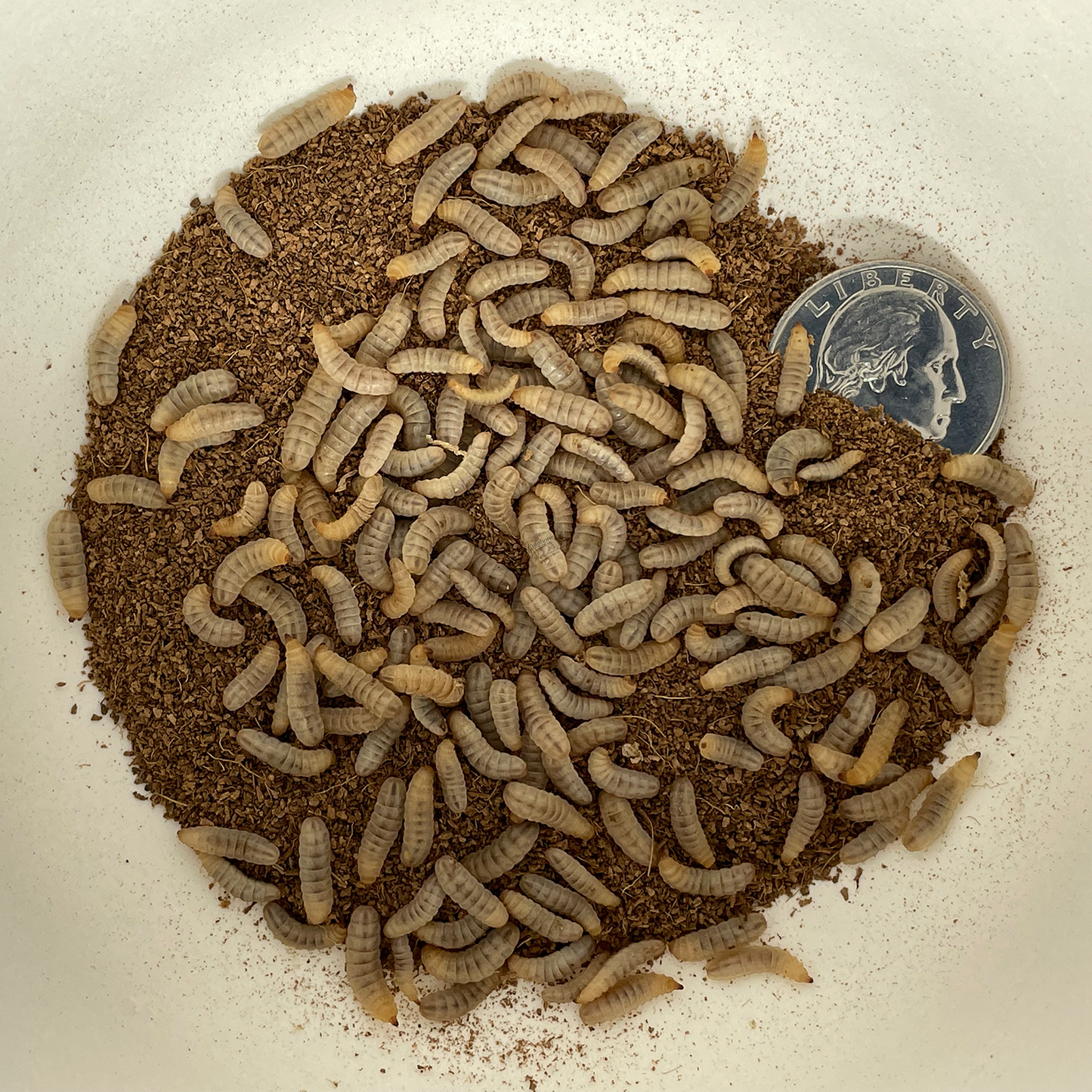 Container with Small Black Soldier Fly larvae in a substrate with a quarter for scale.