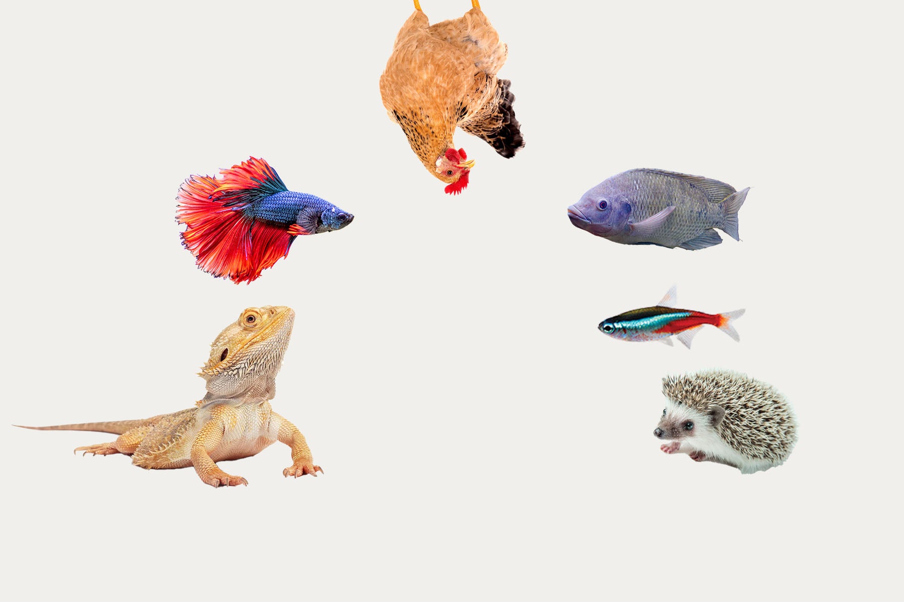 Bearded dragon, beta fish, chicken, tilapia, tetra, and hedgehog on plain background.