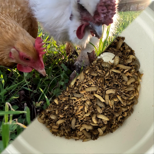 An image split diagonally with the top left portion featuring chickens eating BSFL in grass and the bottom right portion featuring a compostable container of a variety of ages of BSFL.